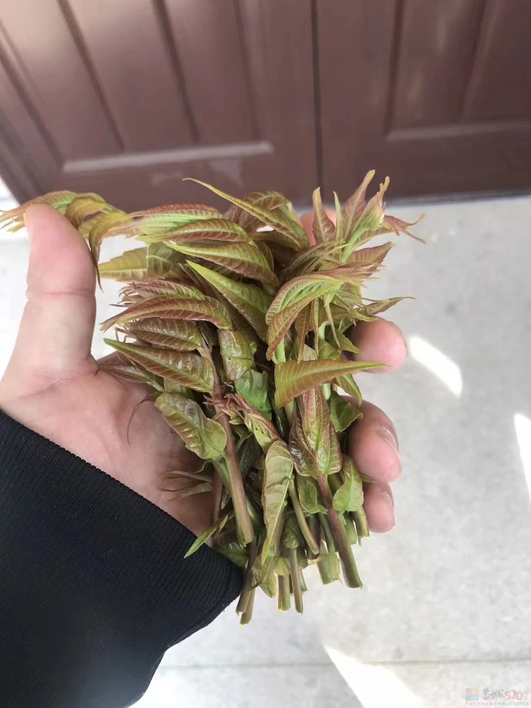 这5种野菜千万别吃，转告家里的老人，别再当成“宝”了！0 / 作者:健康小天使 / 帖子ID:314086