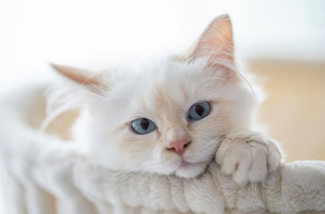 如何看待虐猫考生被南大拒录?593 / 作者:论坛小编01 / 帖子ID:314548