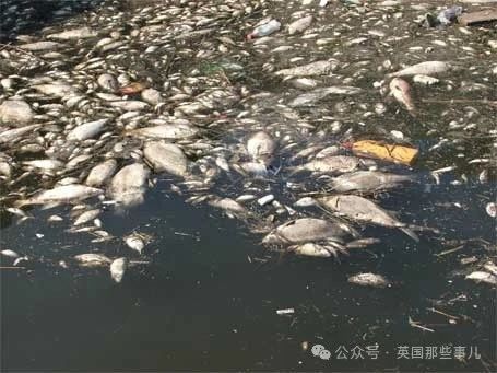 塞纳河里全是屎，巴黎奥运铁人三项变两项？！运动员：东京刚被坑过，不想再...24 / 作者:放眼看世界 / 帖子ID:314654