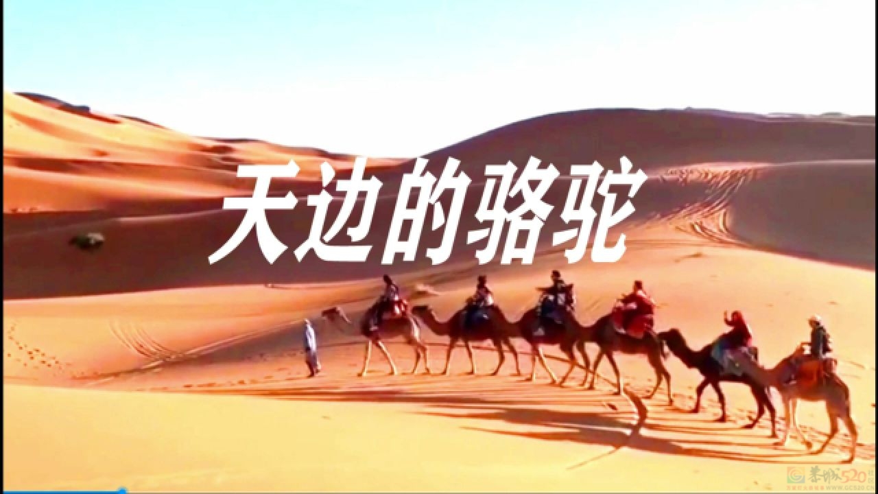 天边的骆驼 --栗木矿区九九重阳节文艺演出585 / 作者:恭城盛唐广告 / 帖子ID:314809