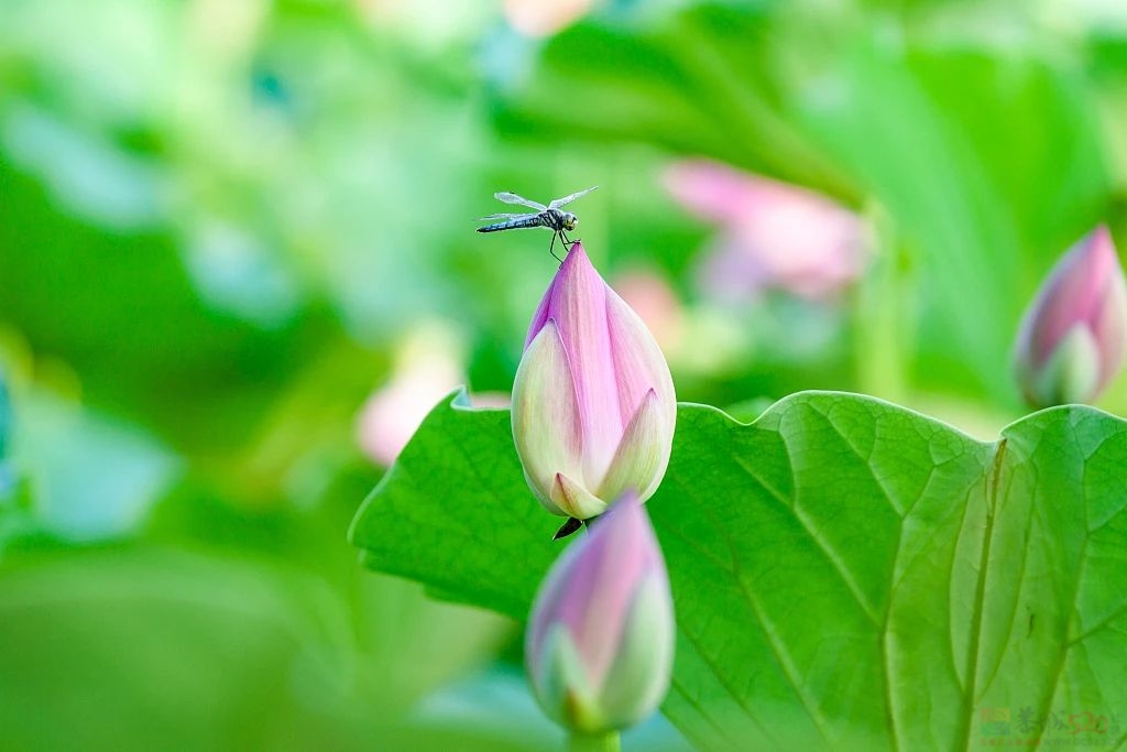 今日立夏301 / 作者:登山涉水 / 帖子ID:315010