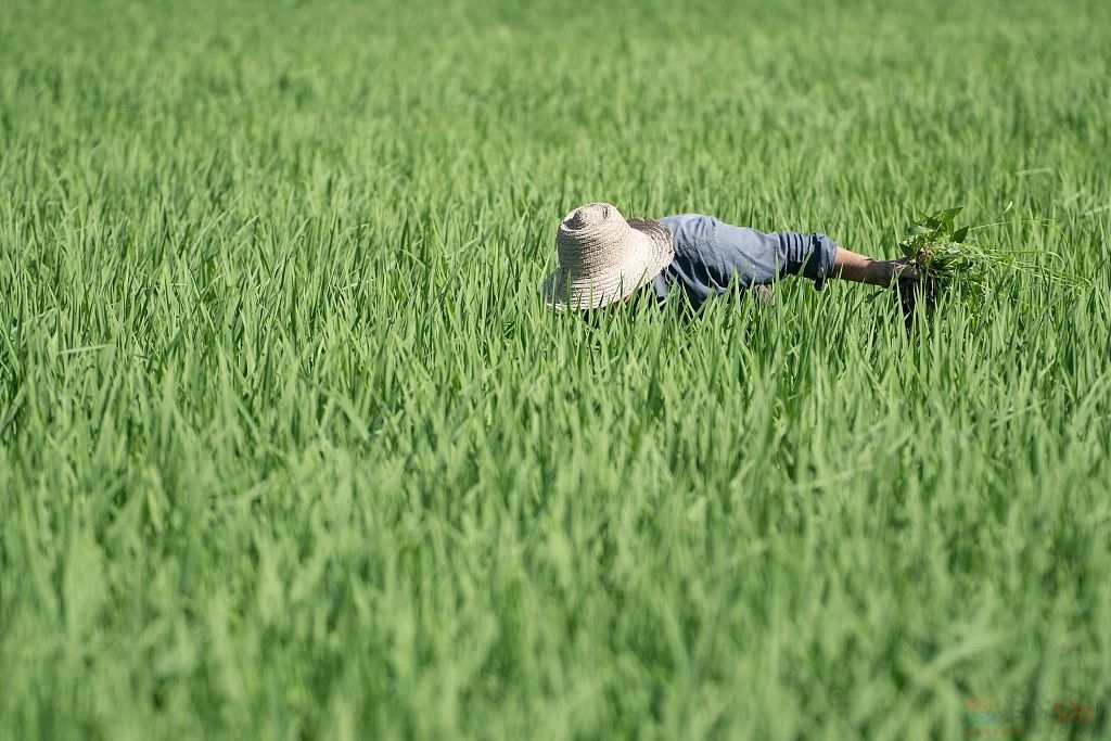 今日立夏512 / 作者:登山涉水 / 帖子ID:315010