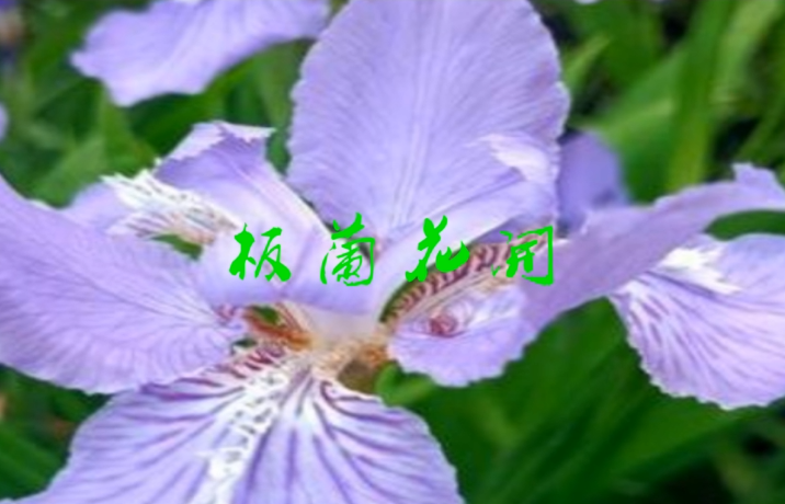 板兰花开--栗木锡矿学校同学聚会文艺演出478 / 作者:恭城盛唐广告 / 帖子ID:315031