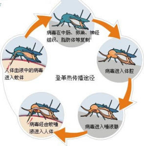 已致千人死亡，无特效药！广西也是流行地区802 / 作者:健康小天使 / 帖子ID:315036