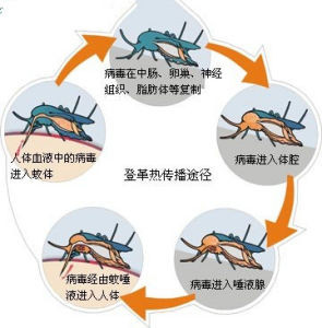 已致千人死亡，无特效药！广西也是流行地区709 / 作者:健康小天使 / 帖子ID:315036