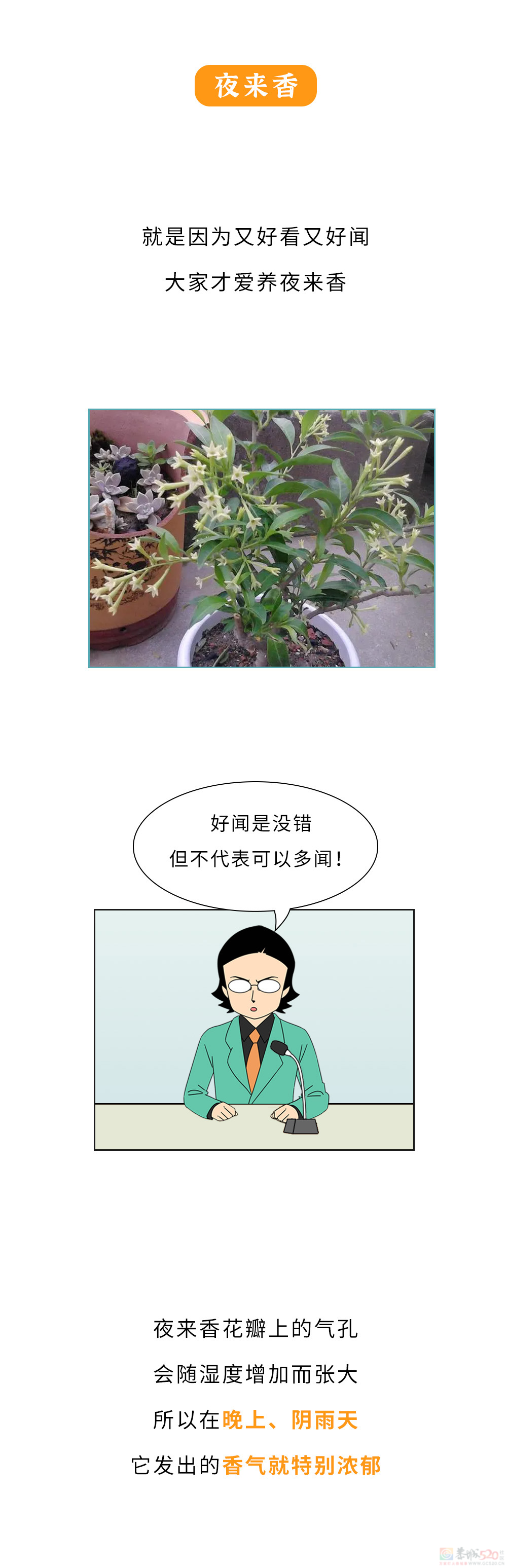 家里千万千万别放这10种绿植啊！！！(保命必看)710 / 作者:儿时的回忆 / 帖子ID:315066