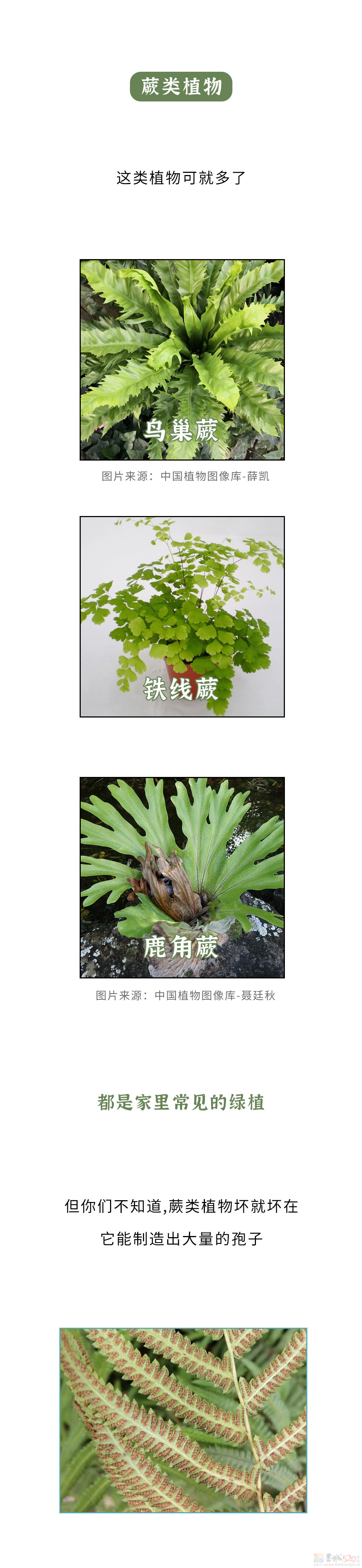 家里千万千万别放这10种绿植啊！！！(保命必看)854 / 作者:儿时的回忆 / 帖子ID:315066