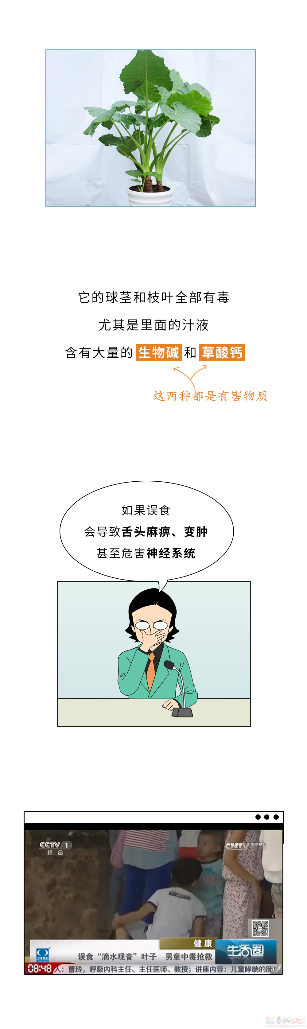 家里千万千万别放这10种绿植啊！！！(保命必看)304 / 作者:儿时的回忆 / 帖子ID:315066