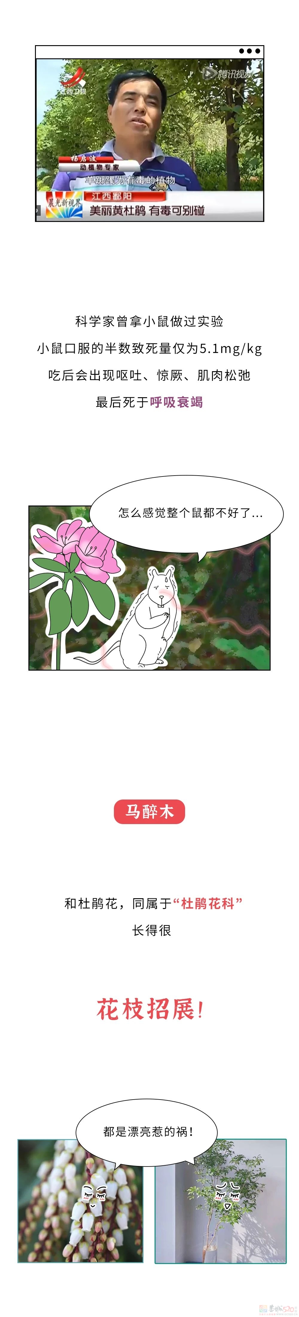 家里千万千万别放这10种绿植啊！！！(保命必看)551 / 作者:儿时的回忆 / 帖子ID:315066