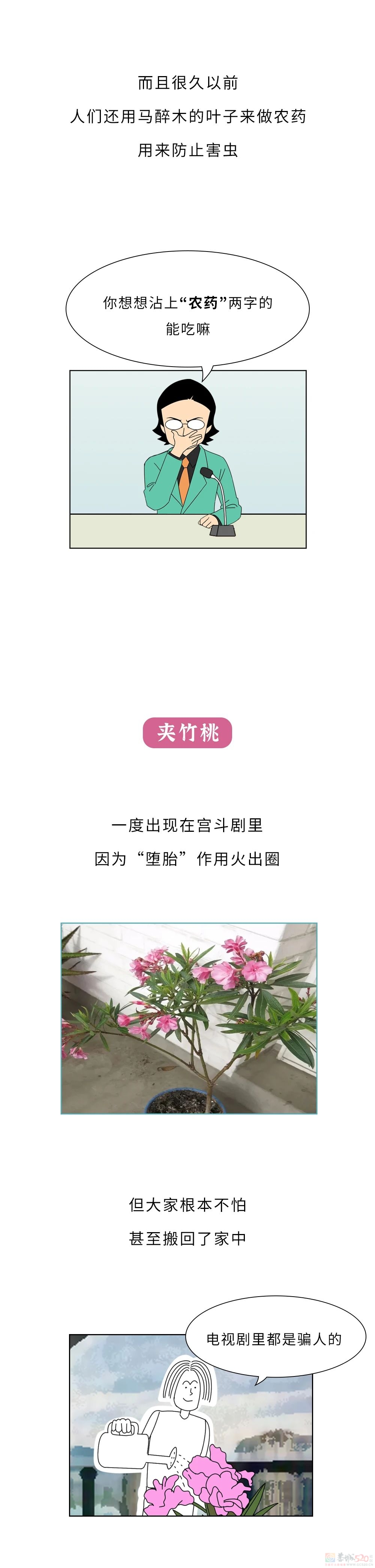 家里千万千万别放这10种绿植啊！！！(保命必看)443 / 作者:儿时的回忆 / 帖子ID:315066