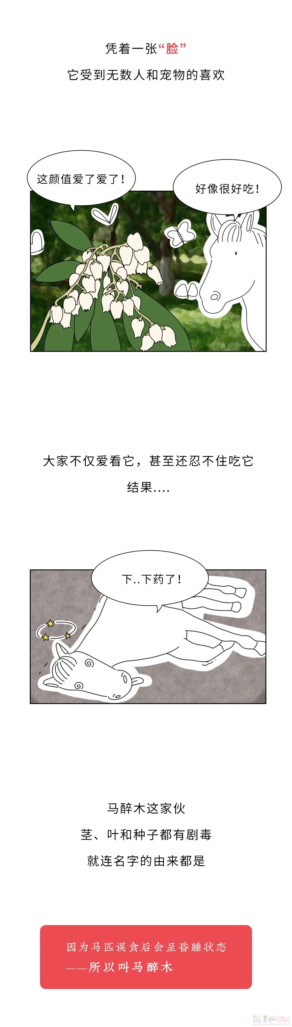 家里千万千万别放这10种绿植啊！！！(保命必看)336 / 作者:儿时的回忆 / 帖子ID:315066