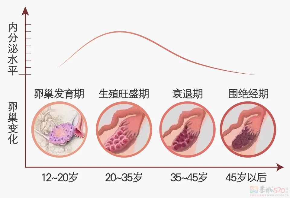 一个女人的衰老，从卵巢「退化」开始436 / 作者:健康小天使 / 帖子ID:315071