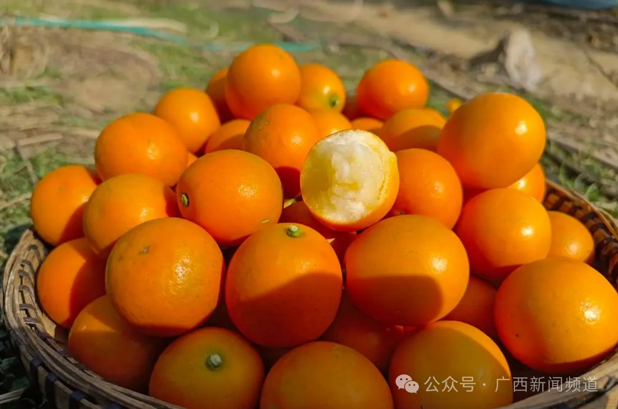 数一数二！广西12个地理标志品牌入围2024中国区域品牌百强榜952 / 作者:尹以为荣 / 帖子ID:315165