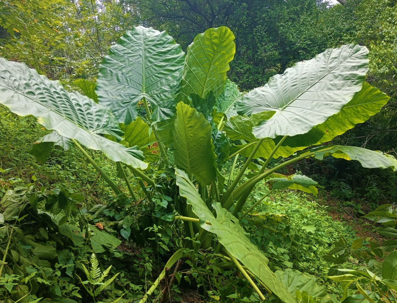 “路边杂草火成中产网红单品”，广东人看完立刻扛锄头去挖886 / 作者:儿时的回忆 / 帖子ID:315204