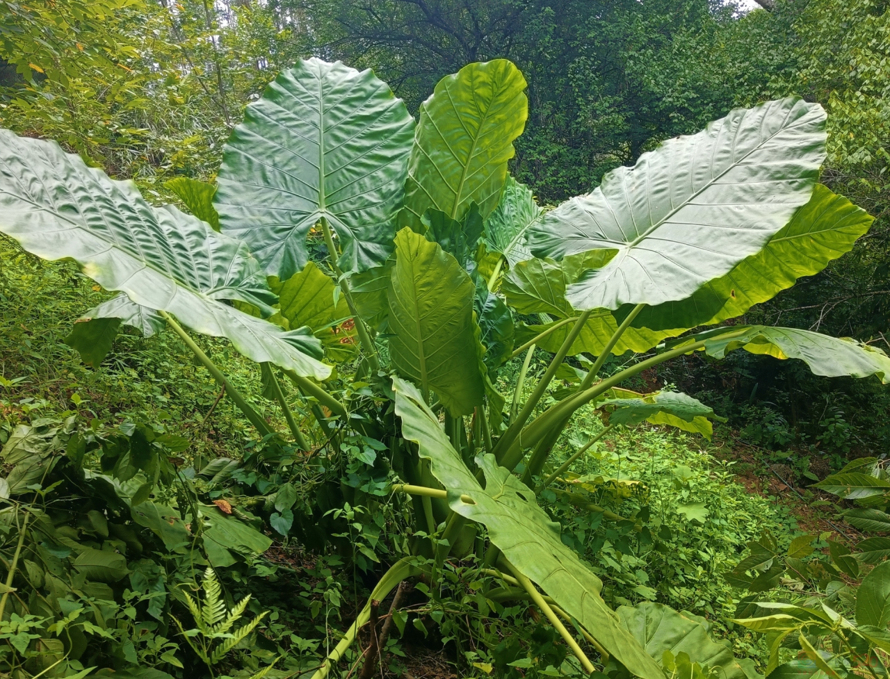 “路边杂草火成中产网红单品”，广东人看完立刻扛锄头去挖905 / 作者:儿时的回忆 / 帖子ID:315204