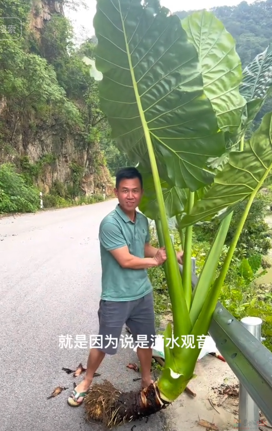 “路边杂草火成中产网红单品”，广东人看完立刻扛锄头去挖151 / 作者:儿时的回忆 / 帖子ID:315204