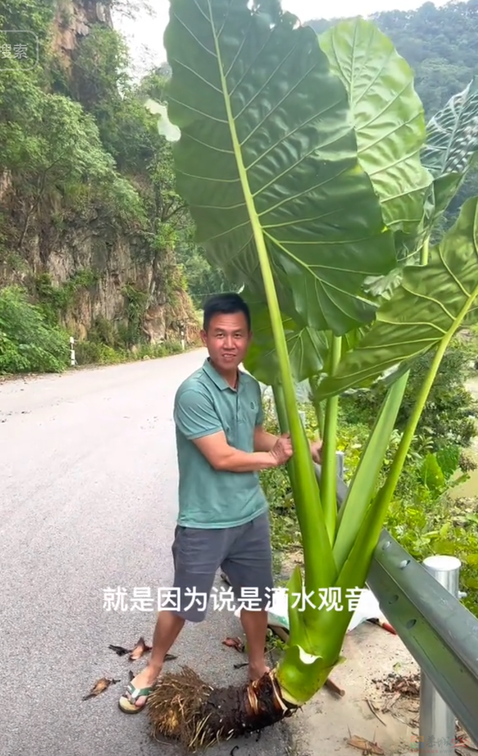 “路边杂草火成中产网红单品”，广东人看完立刻扛锄头去挖401 / 作者:儿时的回忆 / 帖子ID:315204