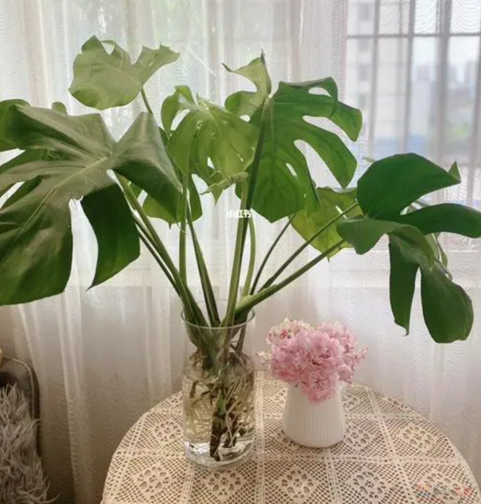 “路边杂草火成中产网红单品”，广东人看完立刻扛锄头去挖709 / 作者:儿时的回忆 / 帖子ID:315204