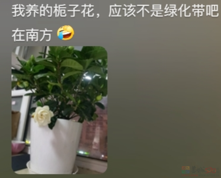 “路边杂草火成中产网红单品”，广东人看完立刻扛锄头去挖479 / 作者:儿时的回忆 / 帖子ID:315204