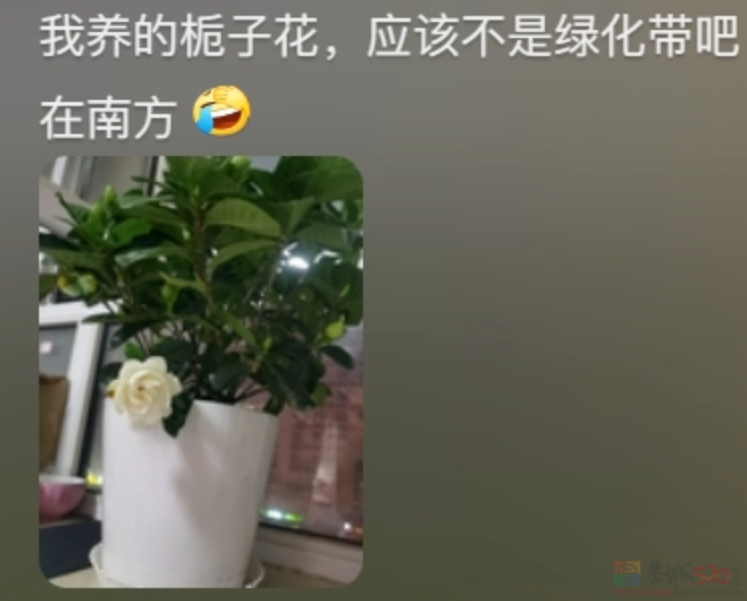 “路边杂草火成中产网红单品”，广东人看完立刻扛锄头去挖261 / 作者:儿时的回忆 / 帖子ID:315204