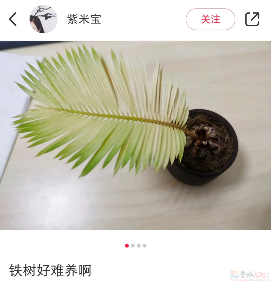 “路边杂草火成中产网红单品”，广东人看完立刻扛锄头去挖799 / 作者:儿时的回忆 / 帖子ID:315204