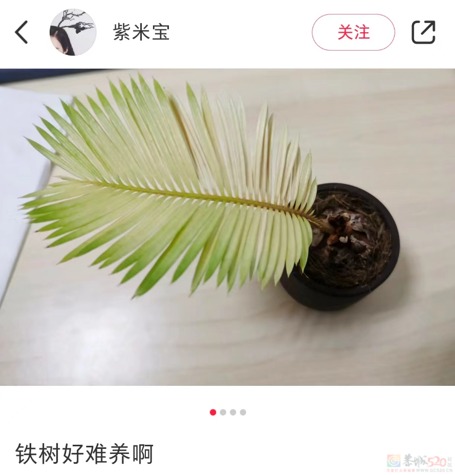 “路边杂草火成中产网红单品”，广东人看完立刻扛锄头去挖887 / 作者:儿时的回忆 / 帖子ID:315204