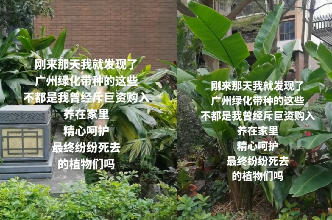 “路边杂草火成中产网红单品”，广东人看完立刻扛锄头去挖165 / 作者:儿时的回忆 / 帖子ID:315204
