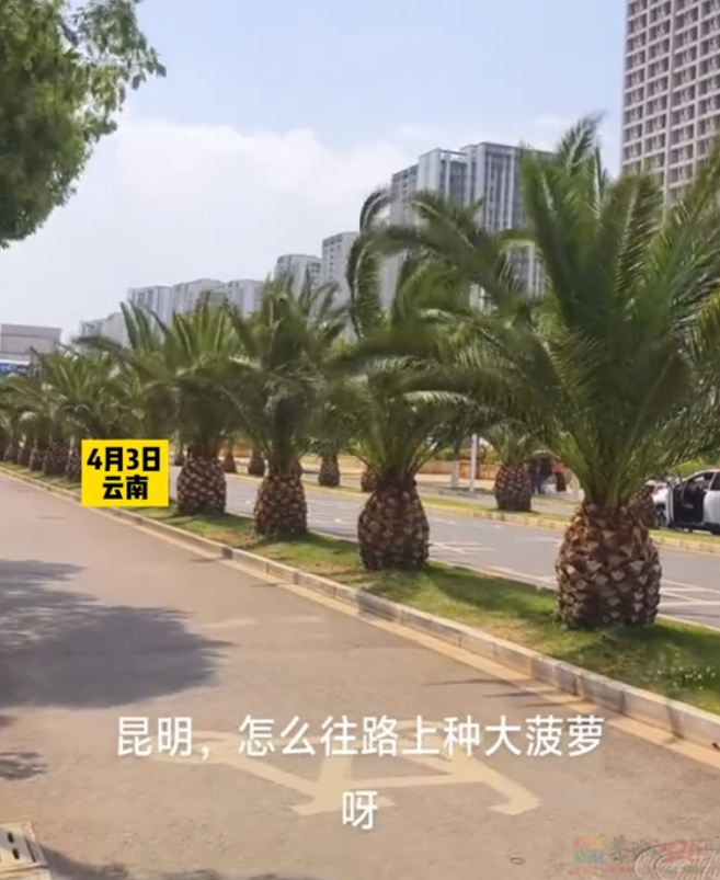 “路边杂草火成中产网红单品”，广东人看完立刻扛锄头去挖698 / 作者:儿时的回忆 / 帖子ID:315204