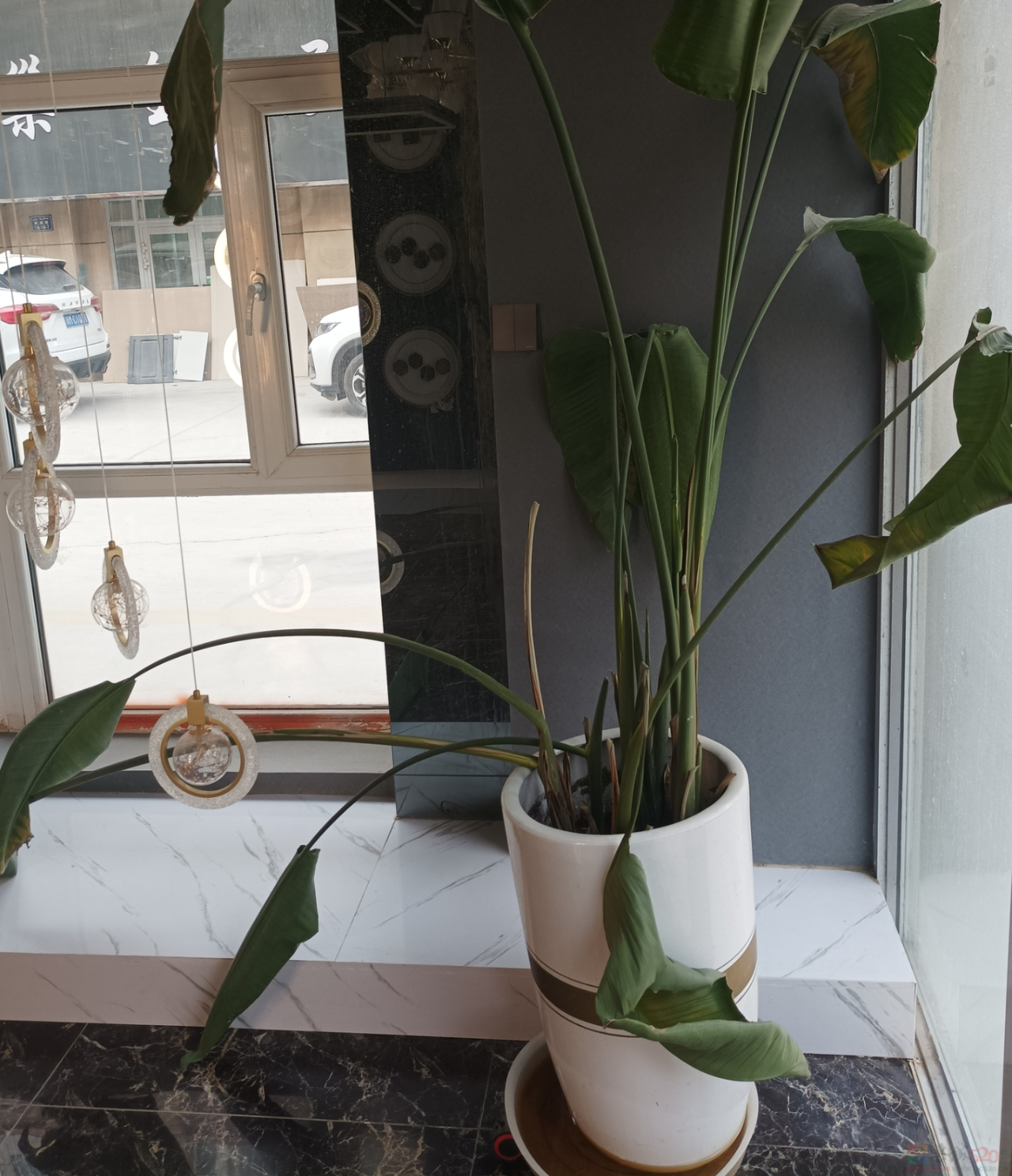 “路边杂草火成中产网红单品”，广东人看完立刻扛锄头去挖381 / 作者:儿时的回忆 / 帖子ID:315204