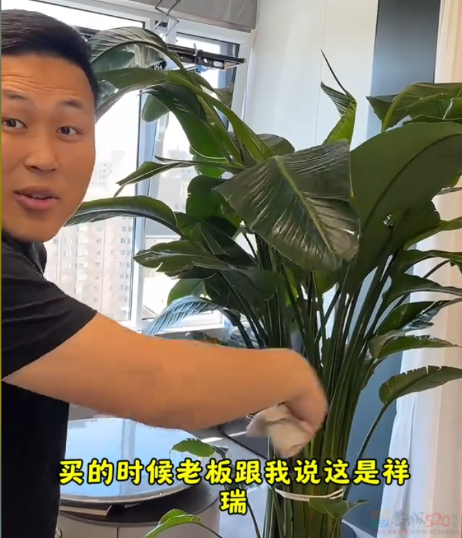 “路边杂草火成中产网红单品”，广东人看完立刻扛锄头去挖902 / 作者:儿时的回忆 / 帖子ID:315204