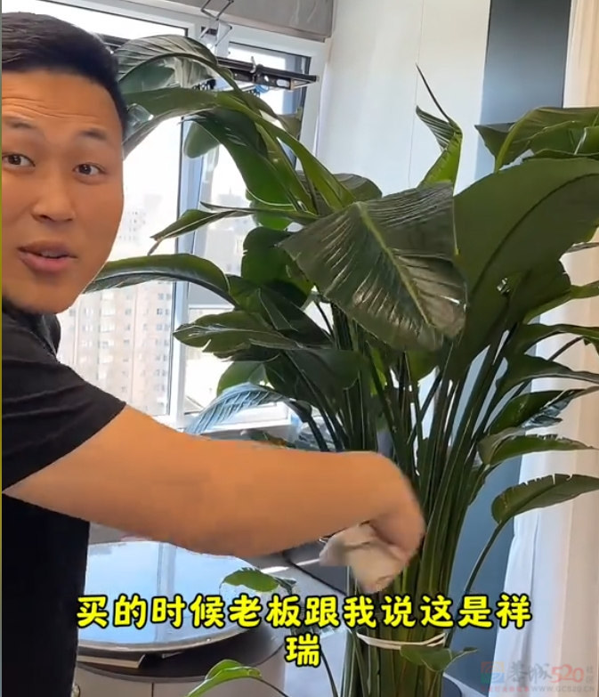 “路边杂草火成中产网红单品”，广东人看完立刻扛锄头去挖691 / 作者:儿时的回忆 / 帖子ID:315204