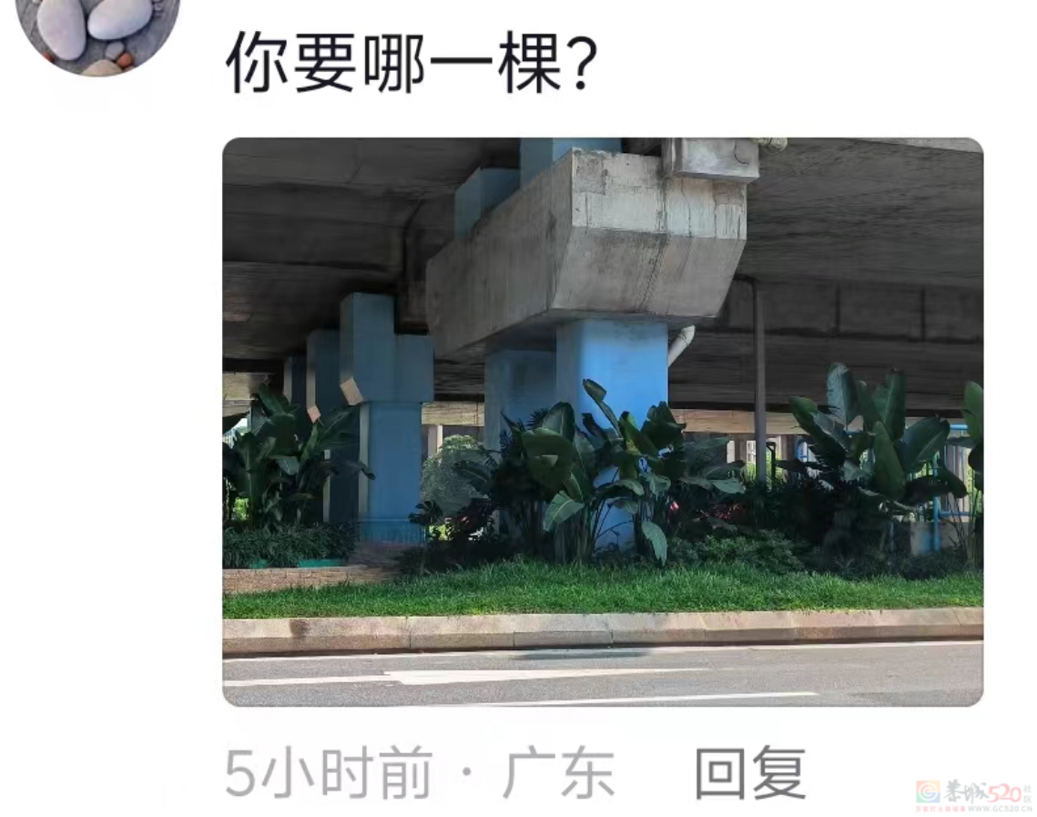 “路边杂草火成中产网红单品”，广东人看完立刻扛锄头去挖374 / 作者:儿时的回忆 / 帖子ID:315204