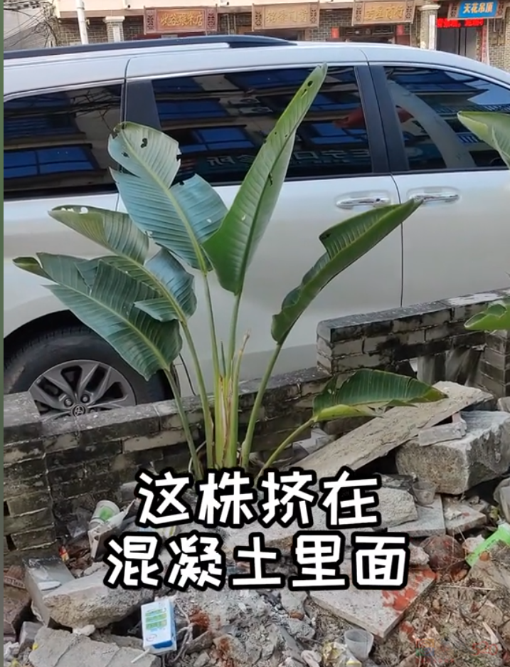 “路边杂草火成中产网红单品”，广东人看完立刻扛锄头去挖840 / 作者:儿时的回忆 / 帖子ID:315204