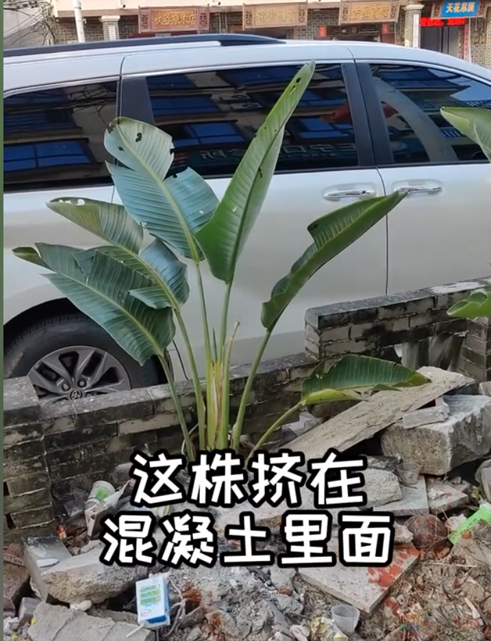 “路边杂草火成中产网红单品”，广东人看完立刻扛锄头去挖774 / 作者:儿时的回忆 / 帖子ID:315204