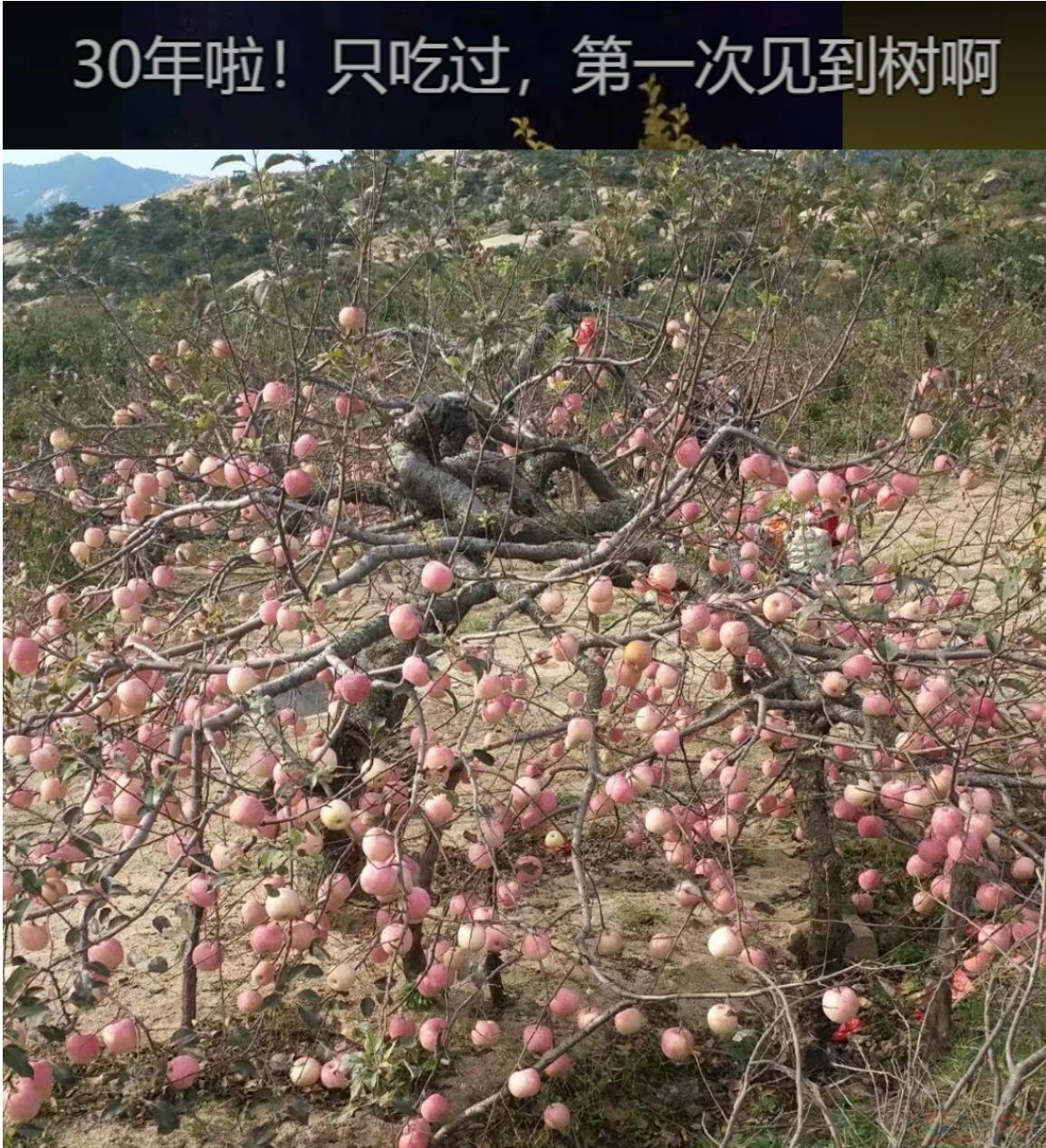“路边杂草火成中产网红单品”，广东人看完立刻扛锄头去挖183 / 作者:儿时的回忆 / 帖子ID:315204
