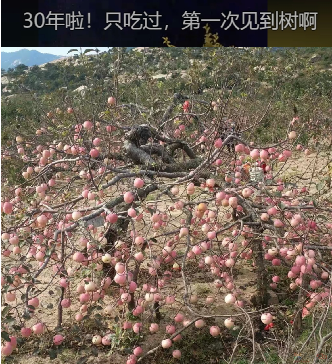 “路边杂草火成中产网红单品”，广东人看完立刻扛锄头去挖887 / 作者:儿时的回忆 / 帖子ID:315204