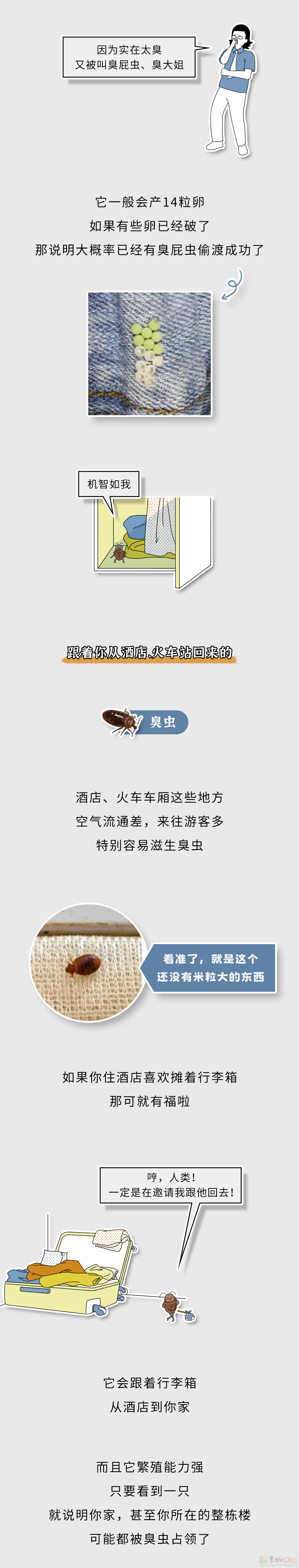 家里这些虫子都哪儿来的？怎么把它们都弄死啊？？951 / 作者:儿时的回忆 / 帖子ID:315226