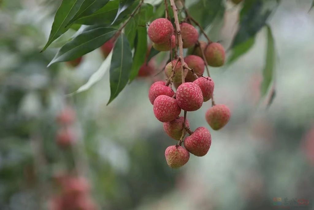 今年的荔枝，“有的吃就不错了”944 / 作者:儿时的回忆 / 帖子ID:315253