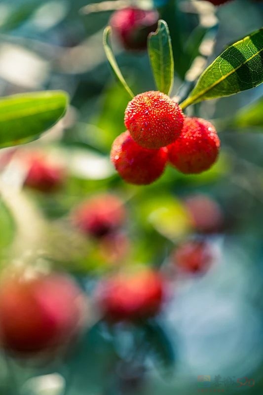 今日小满915 / 作者:登山涉水 / 帖子ID:315262