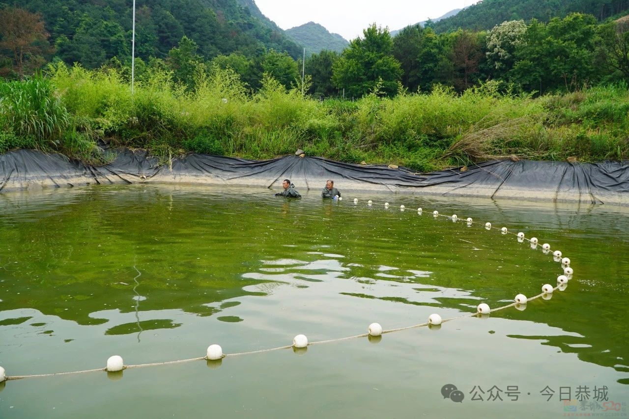 养殖户高密度养鱼实现高产增收928 / 作者:论坛小编01 / 帖子ID:315278