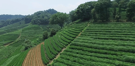 521国际茶日 | 健康生活，从喝茶开始923 / 作者:登山涉水 / 帖子ID:315279