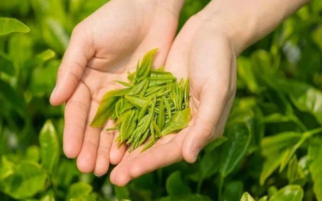 521国际茶日 | 健康生活，从喝茶开始232 / 作者:登山涉水 / 帖子ID:315279