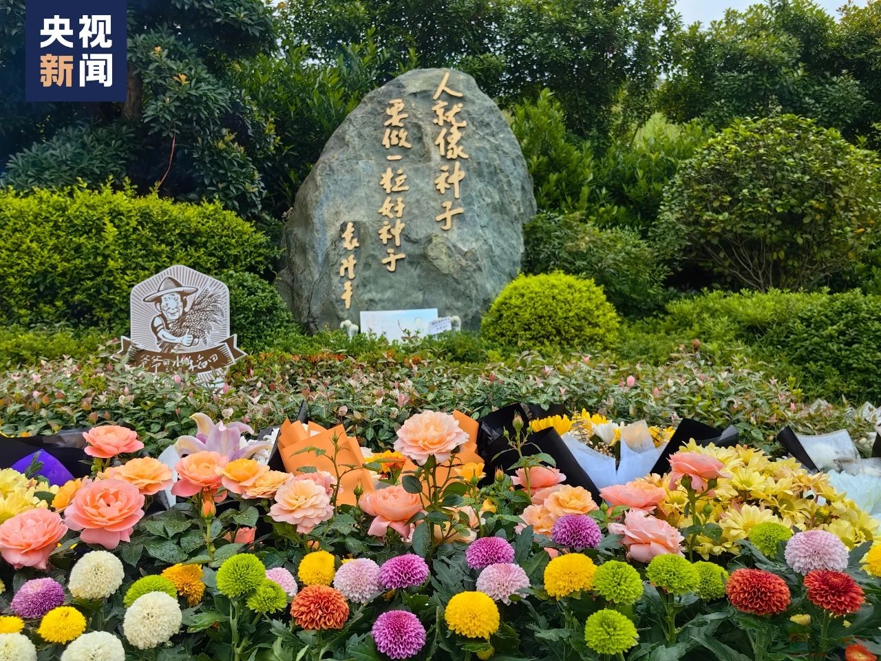 “一到超级稻田里，我就兴奋起来了！”81 / 作者:登山涉水 / 帖子ID:315300