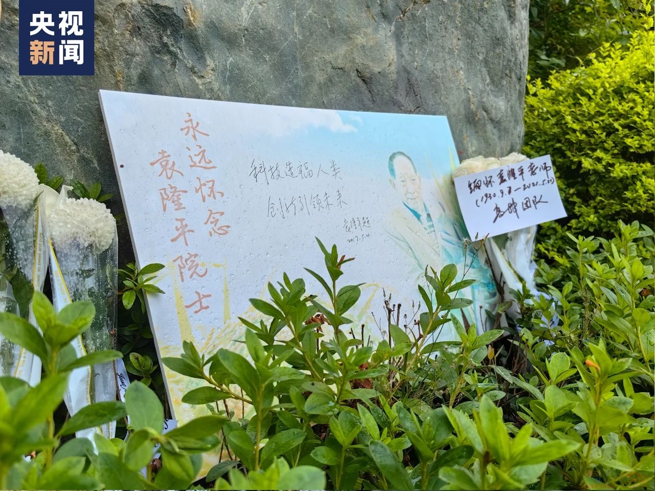 “一到超级稻田里，我就兴奋起来了！”555 / 作者:登山涉水 / 帖子ID:315300