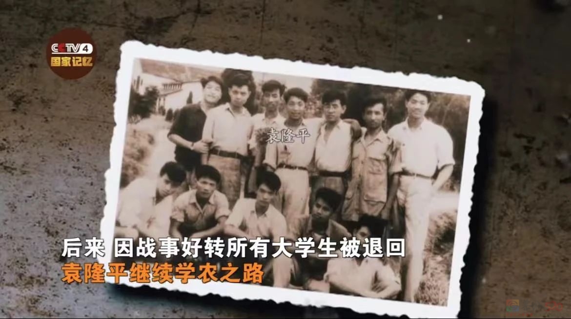 “一到超级稻田里，我就兴奋起来了！”427 / 作者:登山涉水 / 帖子ID:315300