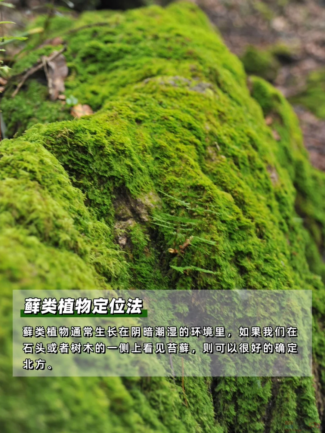 顶流景区火到大学生扎堆想冲，闹出人命才惊觉这玩法太危险431 / 作者:儿时的回忆 / 帖子ID:315318