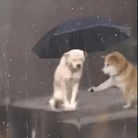 大雨到暴雨！广西新一轮强降雨准备上线！841 / 作者:尹以为荣 / 帖子ID:315320