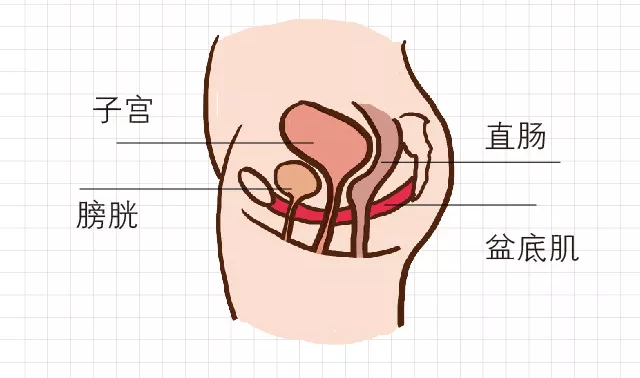 医生常说要护好的「盆底肌」，具体该怎么练？966 / 作者:健康小天使 / 帖子ID:315401