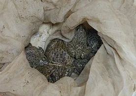胆子太大！桂林夫妻俩深夜野外干这事被抓！820 / 作者:尹以为荣 / 帖子ID:315477