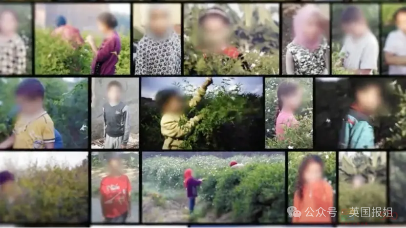 丧心病狂！外网最新纪录片曝大牌香水压榨埃及童工！5岁儿童彻夜采摘茉莉花，工资不到3分钱？769 / 作者:放眼看世界 / 帖子ID:315582